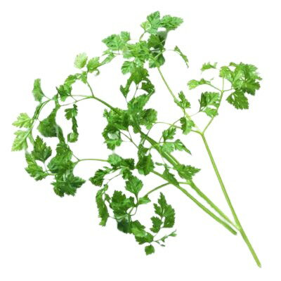 【朝市場直行】千葉県ほか セルフィーユ(チャービル)PC 約15g x4個セット【冷蔵】