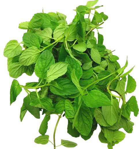 【送料無料】【朝市場直行】千葉県ほか イエルバブエナ(キューバミント)約100g x2個セット【冷蔵】