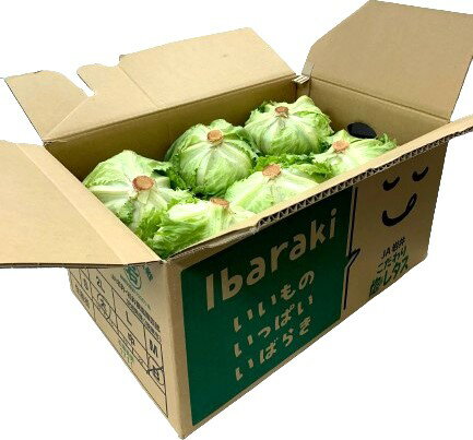 【朝市場直行】業務用・送料無料 茨城県ほか レタス 2Lサイズ 12個入り(ケース)【冷蔵】 【朝市場直行】業務用・送料無料 茨城県ほか レタス 2Lサイズ 12個入り(ケース)【冷蔵】