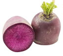 【送料無料】【朝市場直行】神奈川県ほか 紅くるり大根 1本 約250〜300g x2個セット【冷蔵】