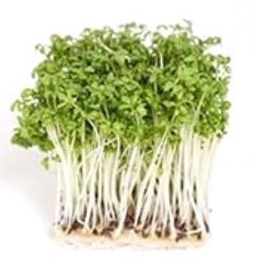 【送料無料】【朝市場直行】神奈川県ほか クレススプラウト PC 約50g x2個セット【冷蔵】