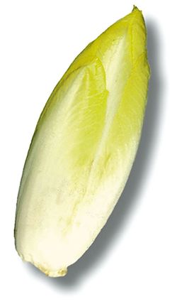 【朝市場直行】ベルギーほか チコリ(白)1個 約100g x6個セット【冷蔵】