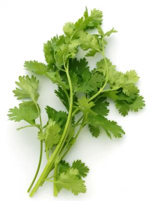 【送料無料】【朝市場直行】愛知県ほか イタリアンパセリ PC 約15g x2個セット【冷蔵】