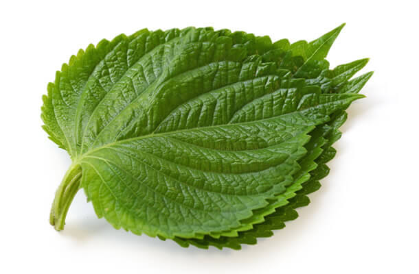 【朝市場直行】茨城県ほか えごまの葉(袋)10枚 x4個セット【冷蔵】