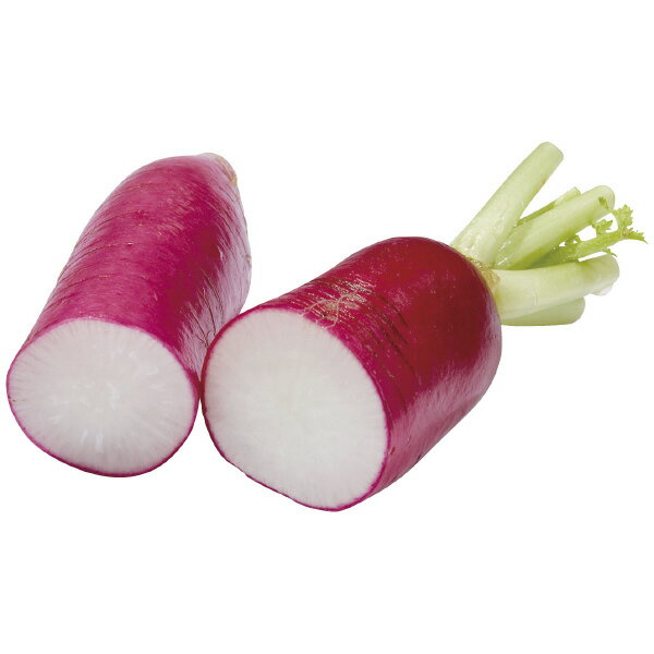 【朝市場直行】神奈川県ほか レディサラダ大根 Lサイズ 1本 約300g x6個セット【冷蔵】