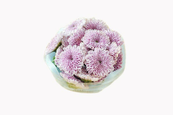 【朝市場直行】 つま・飾り 薄紫小菊(菊の花)(ドリームポンポン) 愛知県【冷蔵】