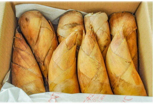 【朝市場直行】山菜 たけのこ 8本位入 中国 2kg【冷蔵】 【朝市場直行】山菜 たけのこ 8本位入 中国 2kg【冷蔵】