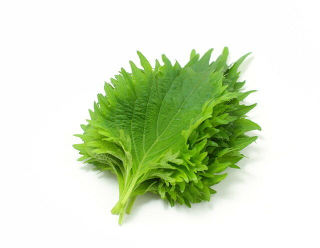 【送料無料】【朝市場直行】愛知県ほか 大葉(青じそ)1束(10枚)x2個セット【冷蔵】