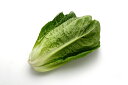 【送料無料】【朝市場の新鮮野菜】ロメインレタス(約200g）1束　x2個セット【冷蔵】