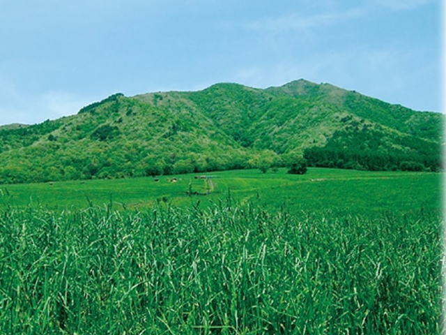 �ǻ��⸶�Τ��ä�����̣�������㡼��������A2 180ml����¢��