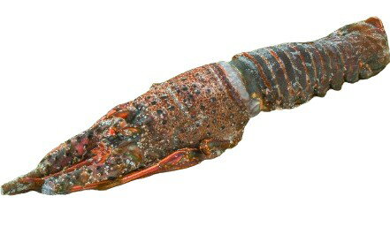 【朝市場直行】エビ　活〆伊勢海老　茨城県ほか　300-350g位【冷凍】396975