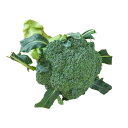 【朝市場直行】西洋野菜 ブロッコリー(20玉サイズ) 長崎県 250-380g位 (冷蔵)