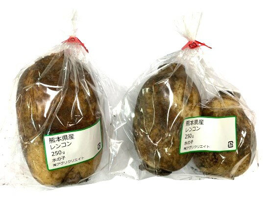 【農薬未使用】熊本県 水の子の蓮根(れんこん)約250gPx4 セット【冷蔵】