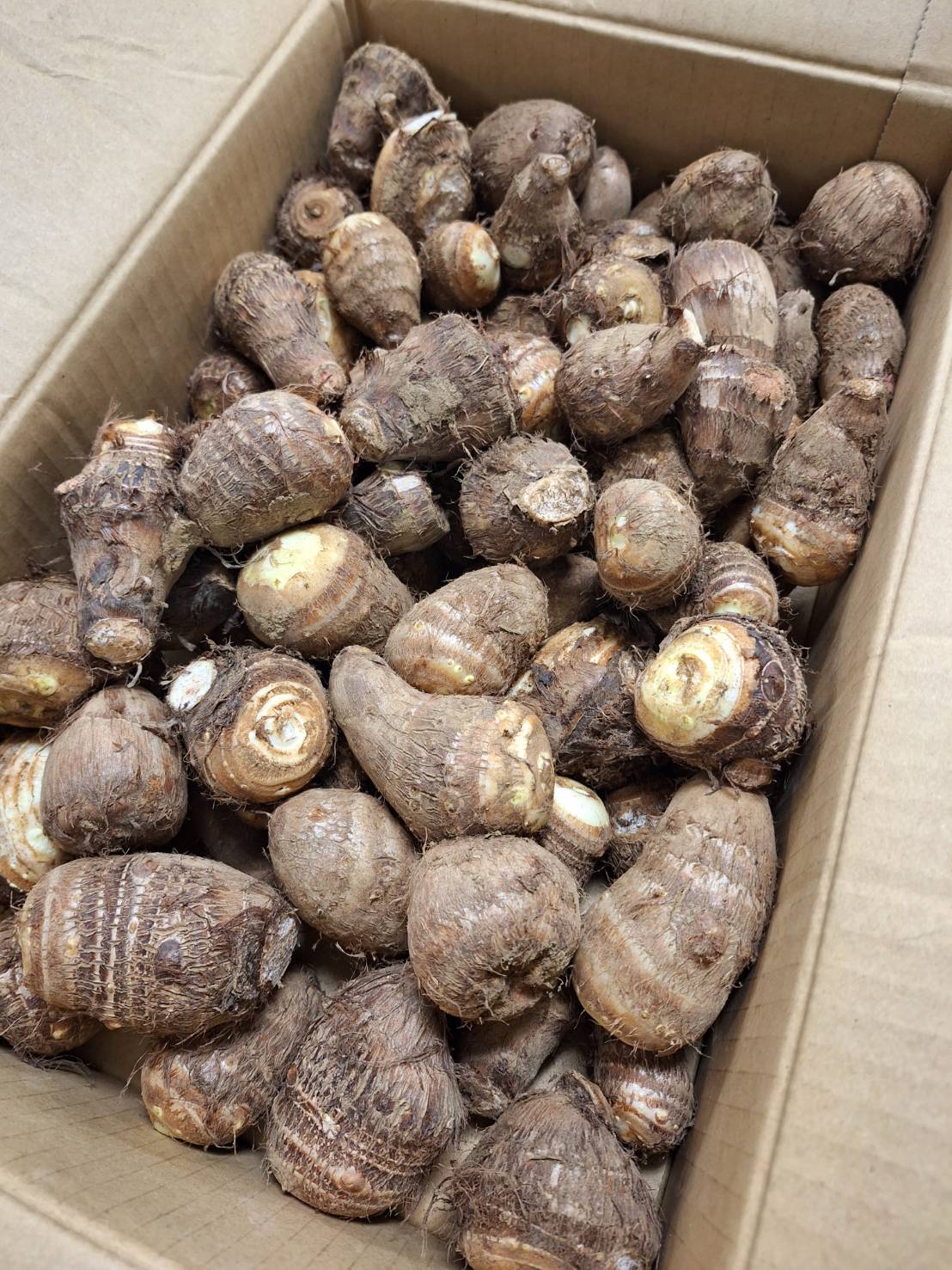 【有機認証】山梨県　タテノファームの有機里芋　5kg箱【冷蔵】