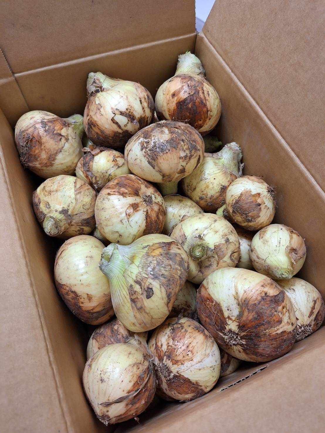 【農薬未使用】長崎県産 長有研の新玉ねぎ 10kg箱【冷蔵】