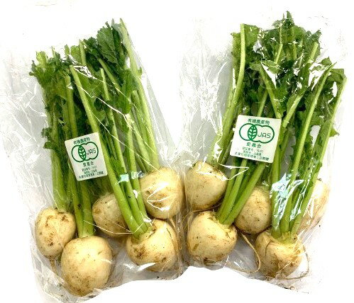 ͭǧڡۻƥΥեͭ֡1P47x2ĥåȡ¢