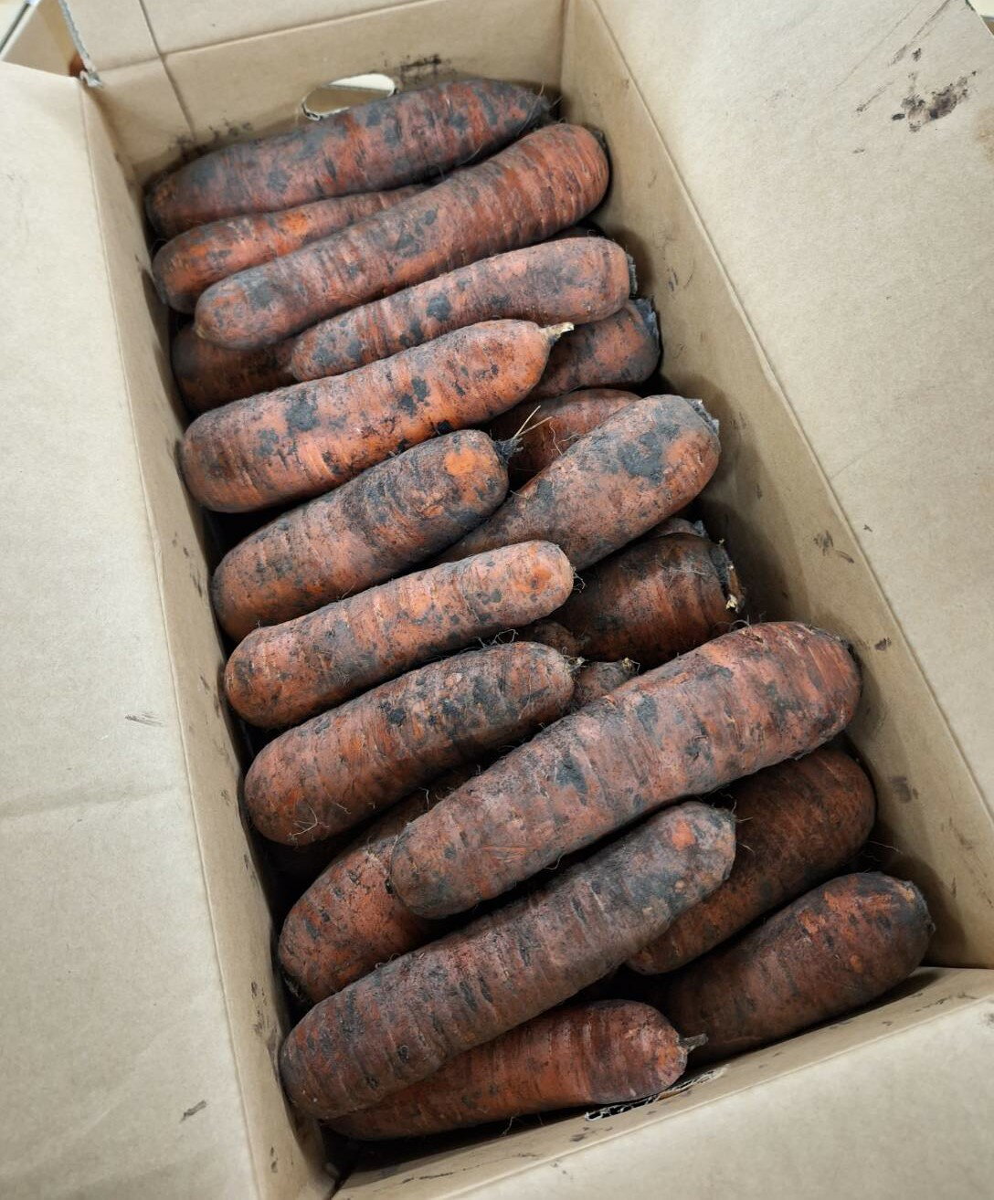 【有機認証】北海道の有機人参（自然栽培・土付）15kg箱【冷蔵】