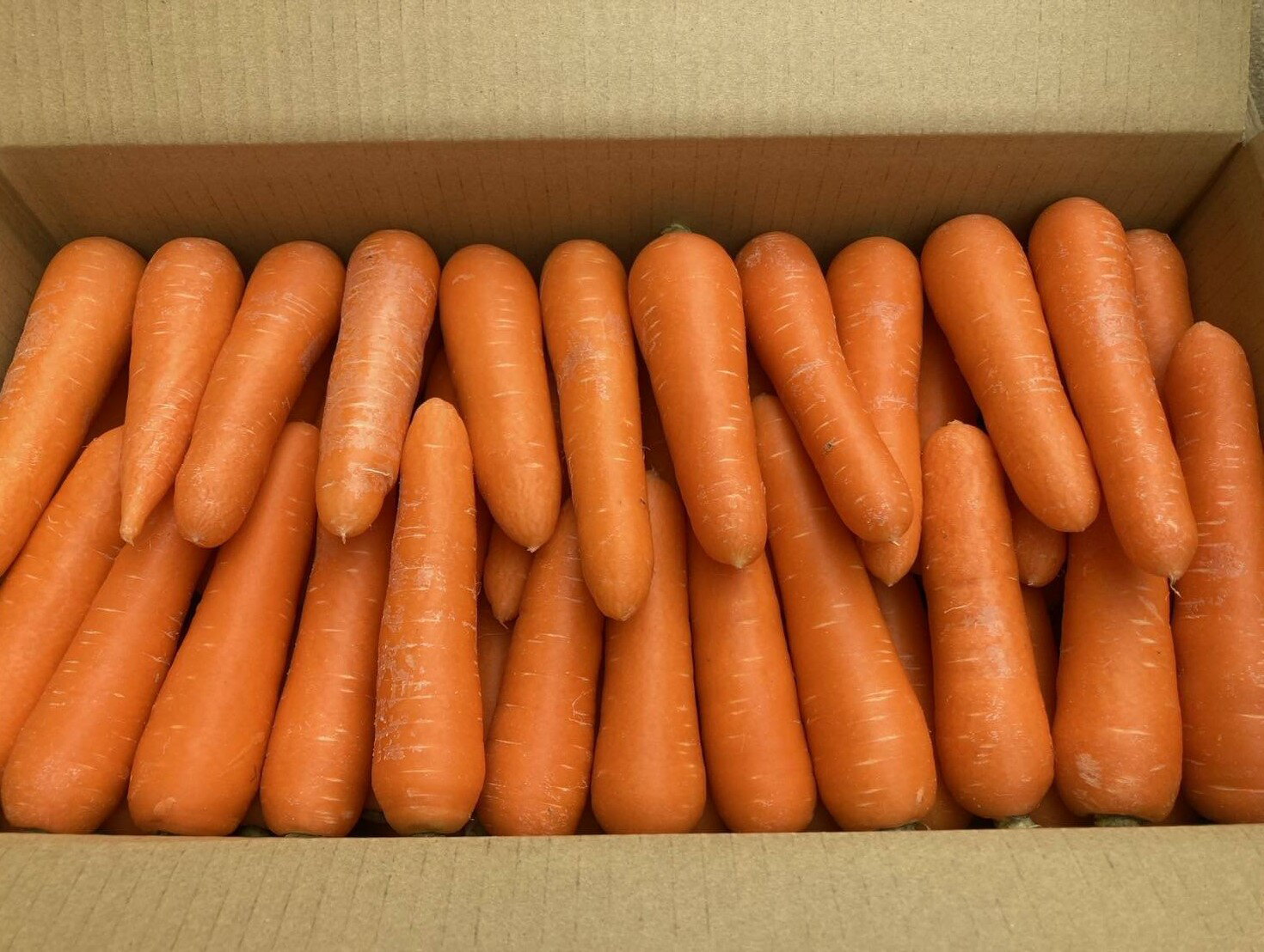 【特別栽培】山梨県　野瀬さんの人参（洗い） 10kg箱【冷蔵】