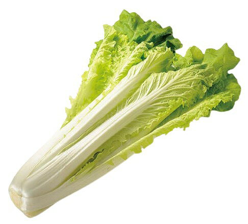 【農薬未使用】群馬県 定方さんの山東菜(さんとうな)べか菜 約200gPx4 セット【冷蔵】