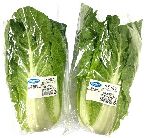 【農薬未使用】千葉県 さんぶのベビー白菜 1個P(約250g)x4 セット【冷蔵】