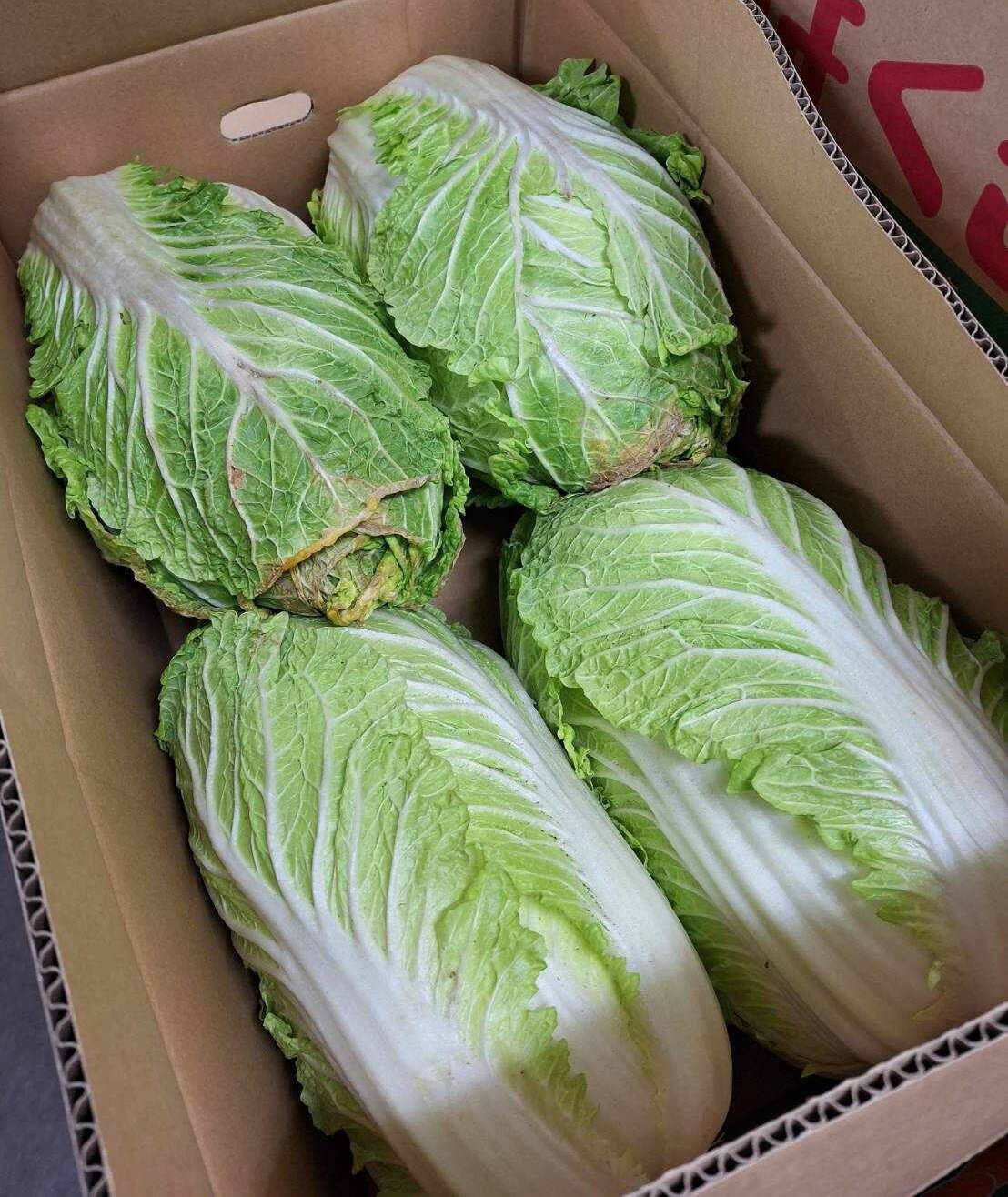 【減農薬】茨城県　小野寺さんの白菜（4～6個入）1箱【冷蔵】