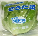 【特別栽培】うまみ栽培　新潟のサラダ菜　1個P　x2個セット【冷蔵】
