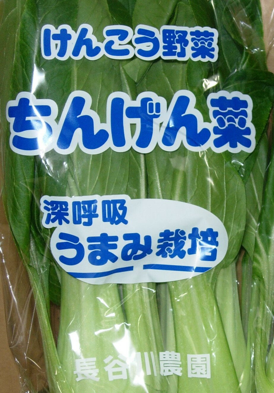 【減農薬】うまみ栽培 新潟のチンゲン菜 2株Px4 セット【冷蔵】