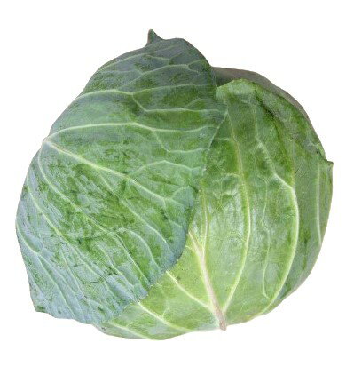 【農薬未使用】千葉県 おかげさまのキャベツ 1個 x2個セット【冷蔵】