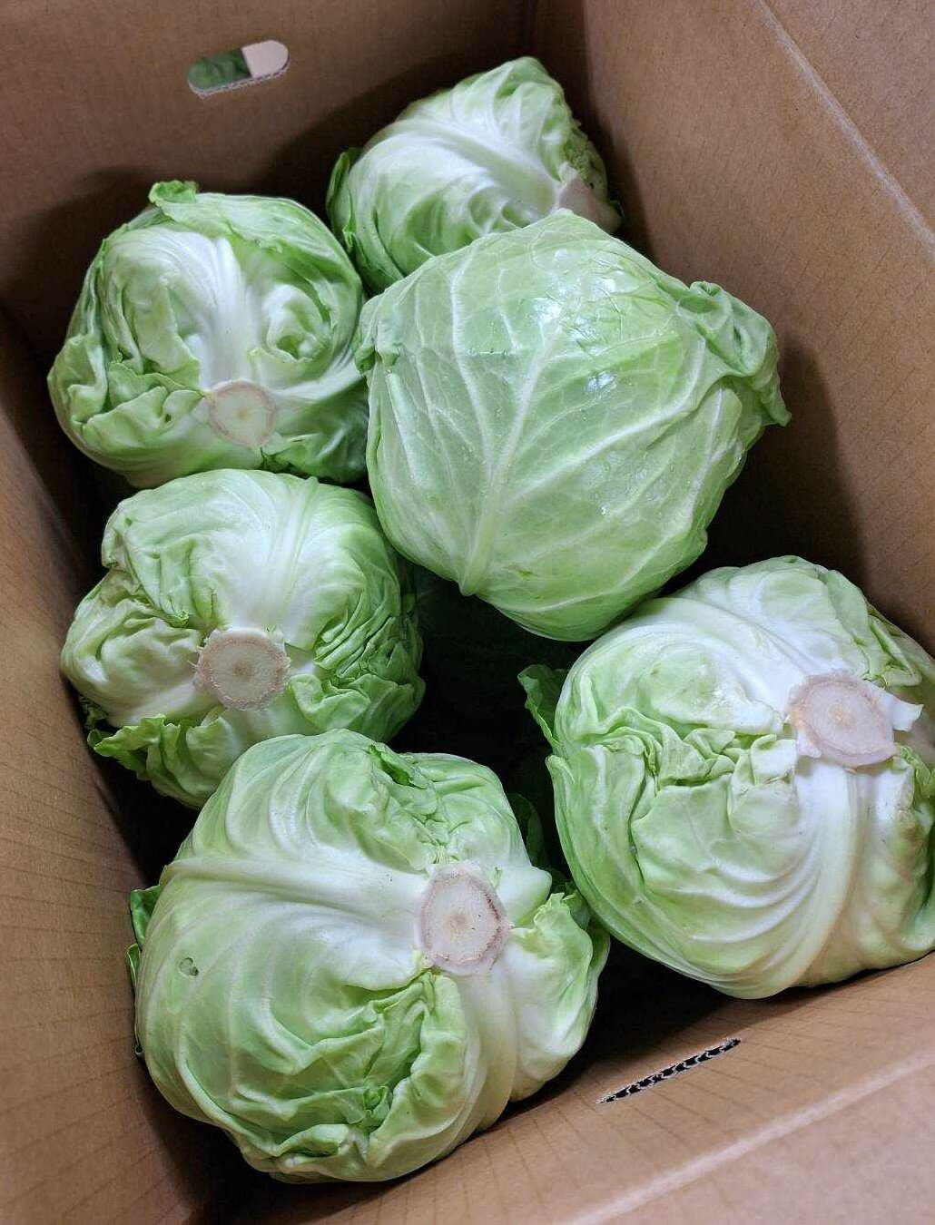 【農薬未使用】群馬県 業務用 くらぶちのグリーンボール(キャベツ)1箱12個入【冷蔵】