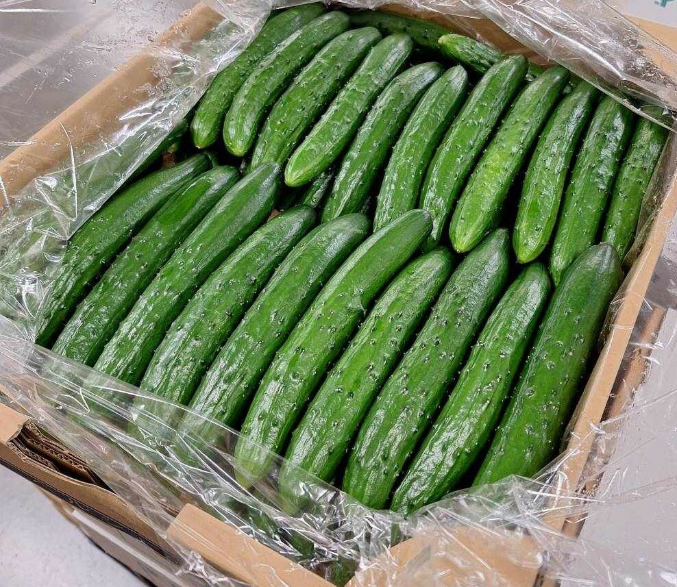 【減農薬】埼玉県産 深谷のきゅうり 約5kg 箱【冷蔵】
