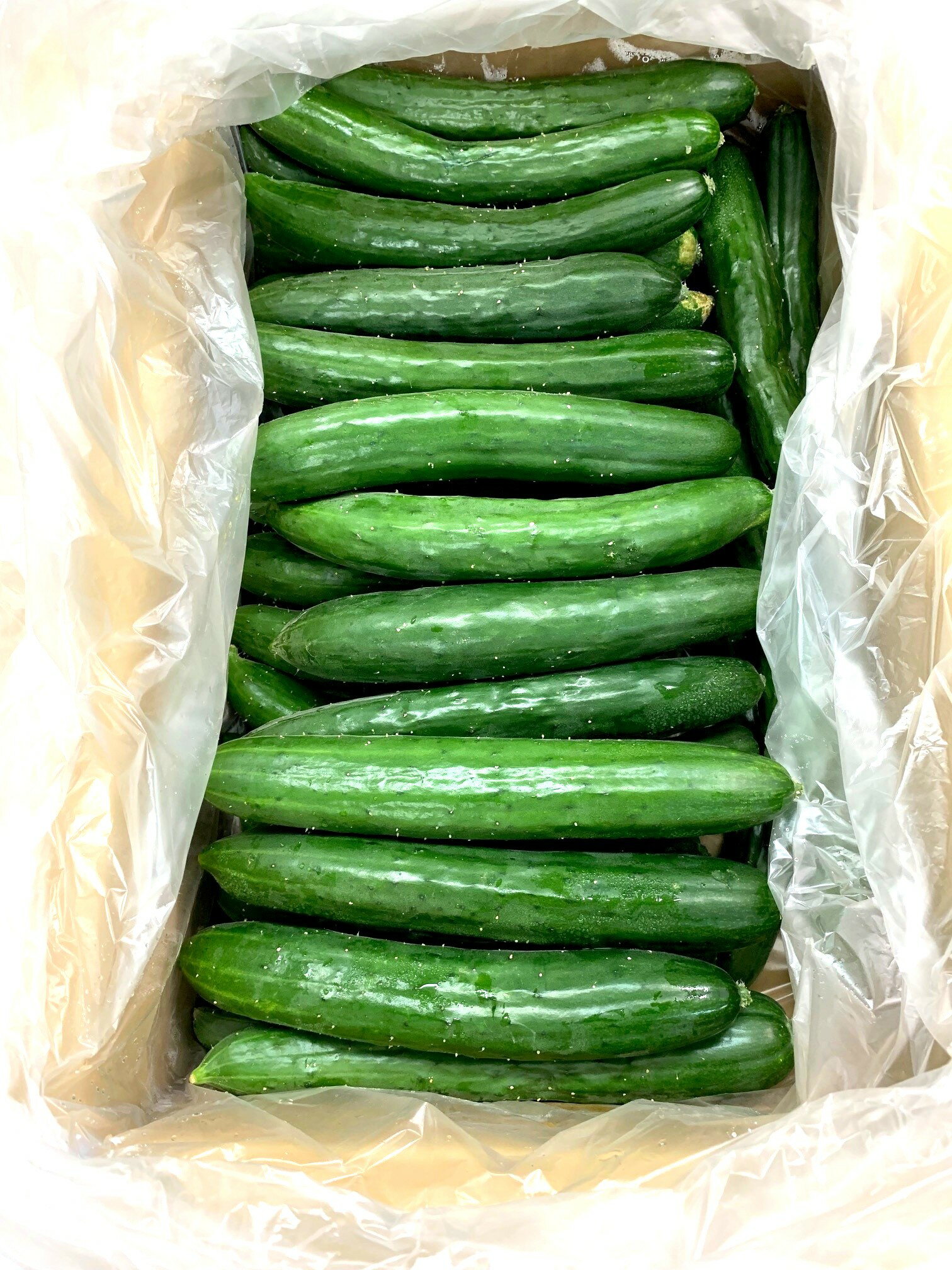 【有機認証】山梨県　タテノファームの有機きゅうり　約5kg箱【冷蔵】