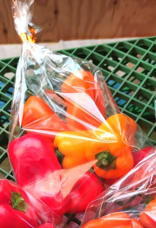 【農薬未使用】山梨県 風間ファームのミニパプリカ 約170gP x2個セット【冷蔵】