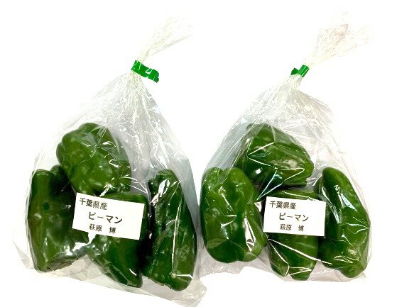 【減農薬】千葉県 銚子のピーマン 約150gP x2個セット【冷蔵】