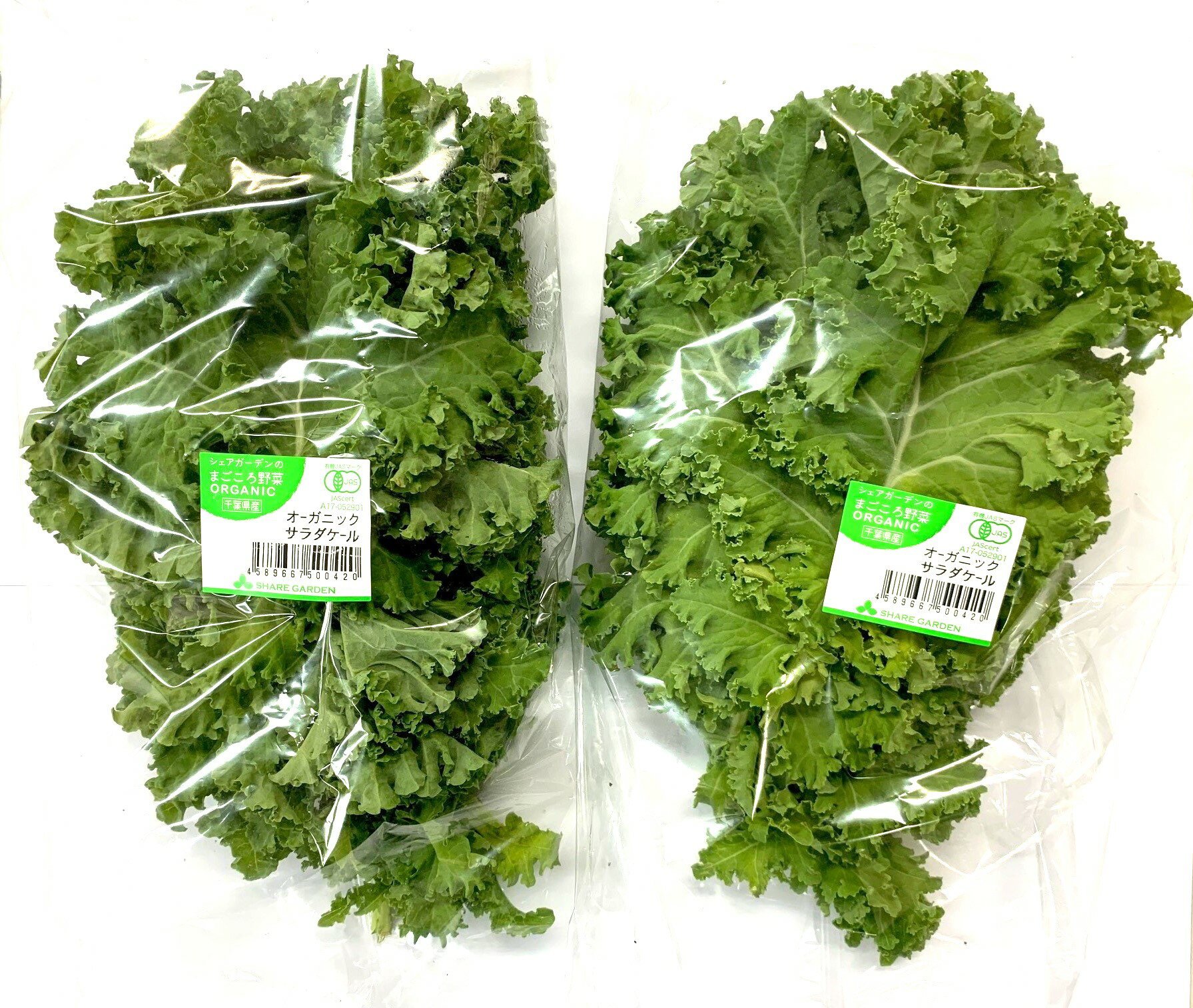 【有機認証】千葉県 有機ケール サラダケール カーリーケール シェアガーデンの有機カリーノケール 約80gP x2個セット【冷蔵】