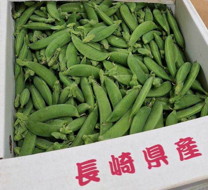 【特別栽培】長崎県 長有研のスナップエンドウ 約3kg箱【冷蔵】