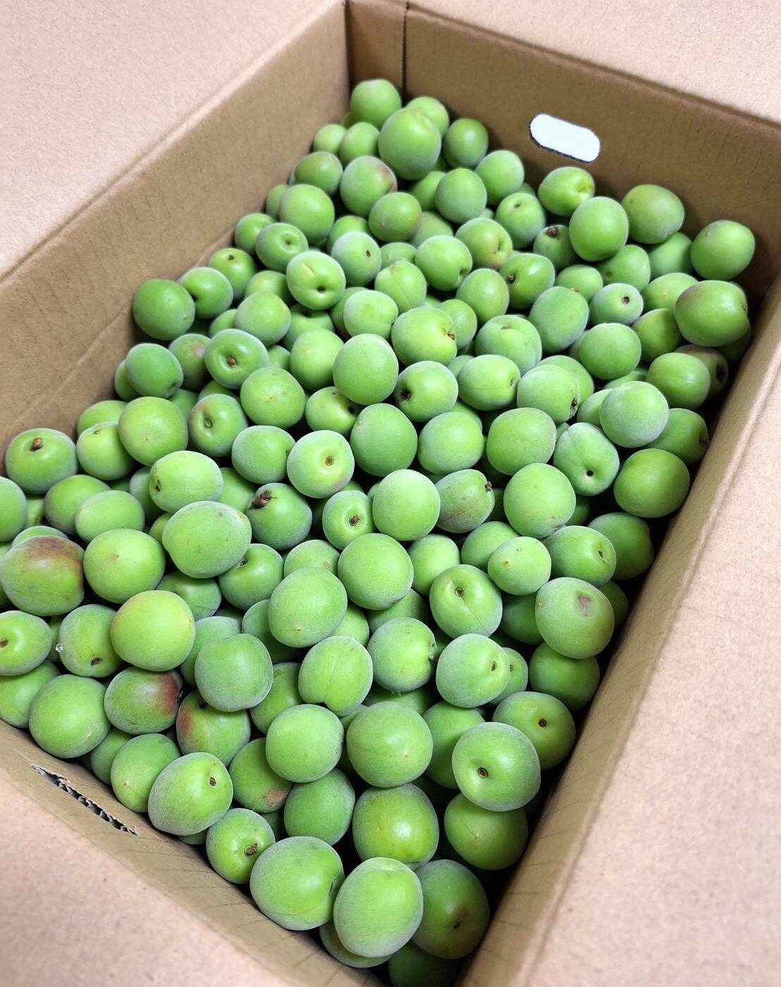 【特別栽培】和歌山県　紀州の梅・小粒南高（中粒種）5kg箱【冷蔵】のサムネイル