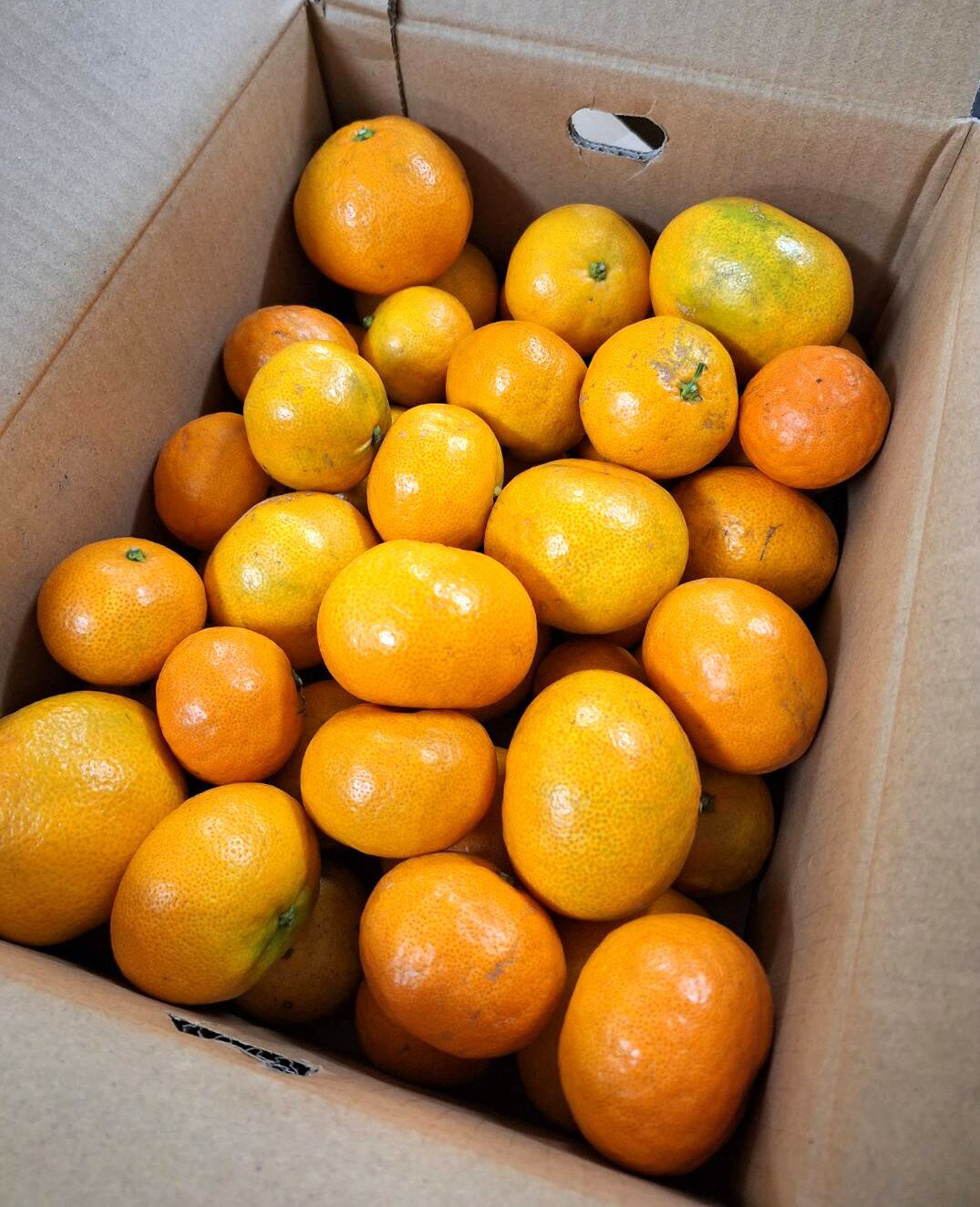 【減農薬】柑橘　熊本県　草枕の早生温州みかん　約5kg箱【冷蔵】