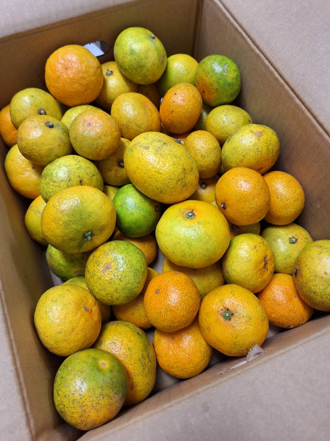 【減農薬】柑橘　熊本県　水の子の早生温州みかん　約5kg箱【冷蔵】