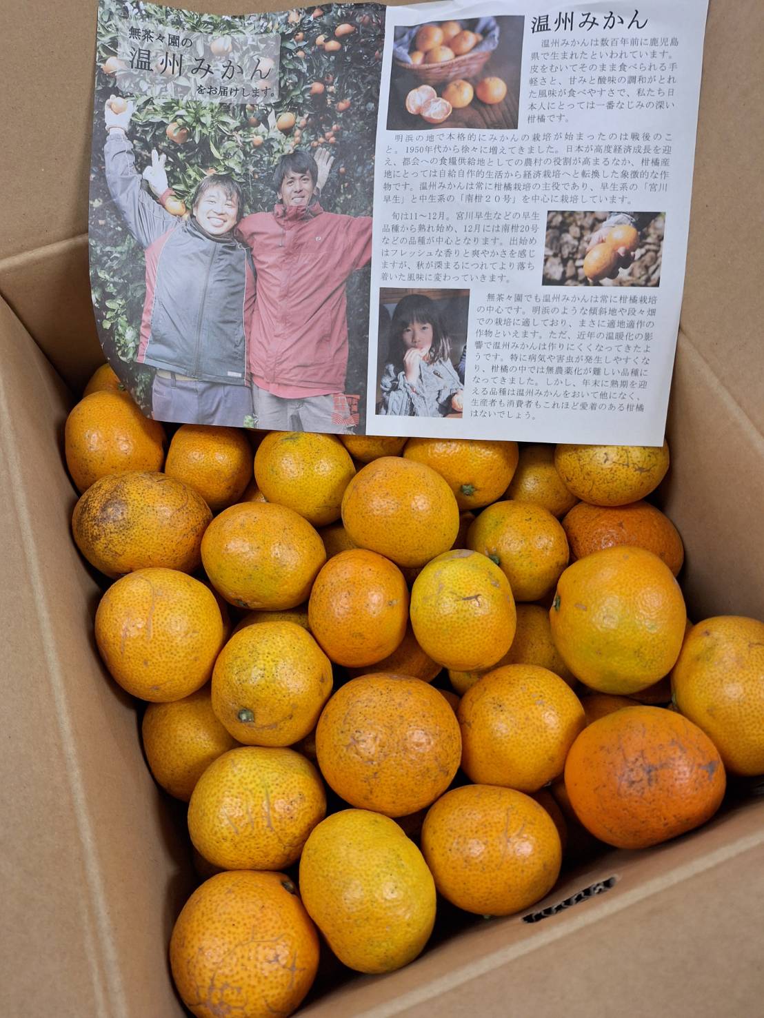 【減農薬】柑橘　愛媛県　無茶々園の早生温州みかん　約10kg箱【冷蔵】(4)