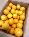 【減農薬】柑橘 神奈川県 小田原のバレンシアオレンジ 約5kg箱【冷蔵】