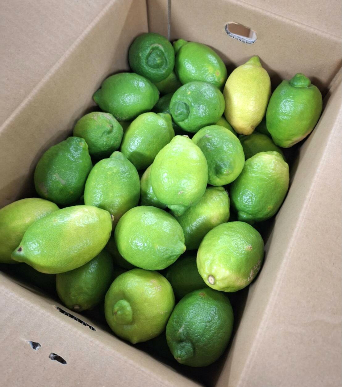 【有機認証】酢みかん類　広島県　瀬戸田の有機レモン　約5kg箱【冷蔵】