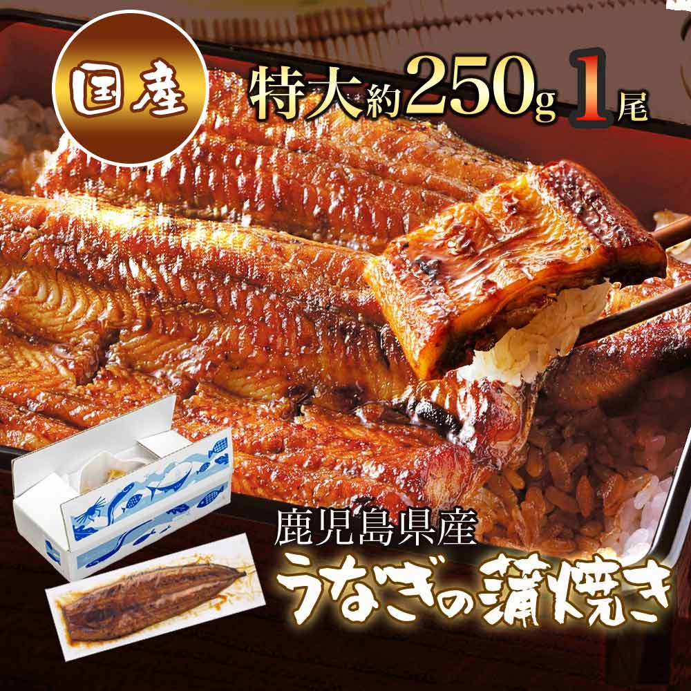 【 送料無料 】鹿児島県産 特大うな