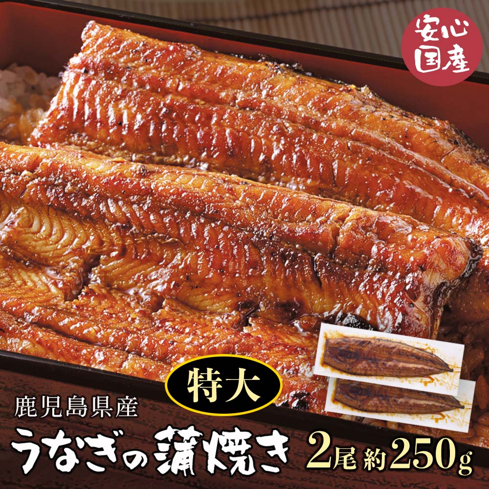 【 送料無料 】鹿児島県産 特大うなぎの蒲焼き 約250g×2匹 [ うなぎ 国産 国産うなぎ ギフト 鹿児島 蒲焼き 一色 無添加 内祝い カットきざみ 誕生日 特大 ひつまぶし メガ 冷凍 ] お中元 御中元 中元 グルメカタログギフト グルメカタログ 肉ギフト プレゼント 贈り物 A1