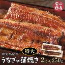 【 ふっくら食べ応え抜群!! 】 鹿児島県産 特大うなぎの蒲焼き 2尾 (1尾あたり約250g) [うなぎ 国産 国産うなぎ 日本製 ギフト 蒲焼き 一色 無添...