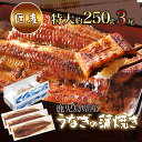 【GWおやすみごめんね クーポン配布 送料無料】 鹿児島県産 特大うなぎの蒲焼き 約250g × 3 [うなぎ 国産 ギフト 蒲焼き 一色 無添加 内祝い 誕生...