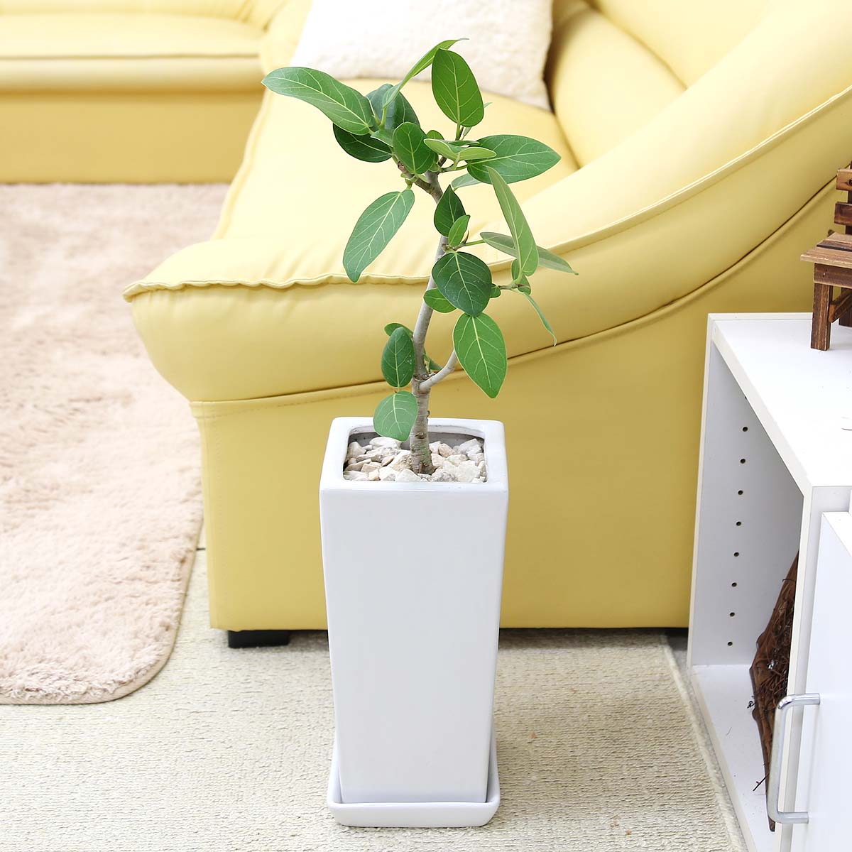 フィカス ベンガレンシス（ベルガルゴム）6号 選べる陶器鉢 6号「ストレート」｜観葉植物 ブルーミン ...