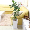 フィカス ベンガレンシス（ベルガルゴム） ホワイト陶器鉢 8号 ストレート｜中型サイズの観葉植物