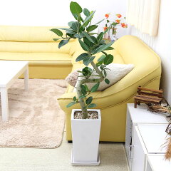 https://thumbnail.image.rakuten.co.jp/@0_mall/bloom-s/cabinet/benghalensis/g8-bficusw-1200.jpg