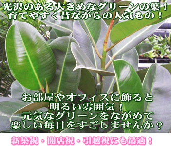 ゴムの木10号+バスケット鉢カバー