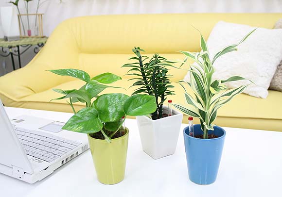 ミニ観葉植物（クルーレネオ）　3鉢セット「ハイドロカルチャー」【冬の間は、寒い地域に発送不可】